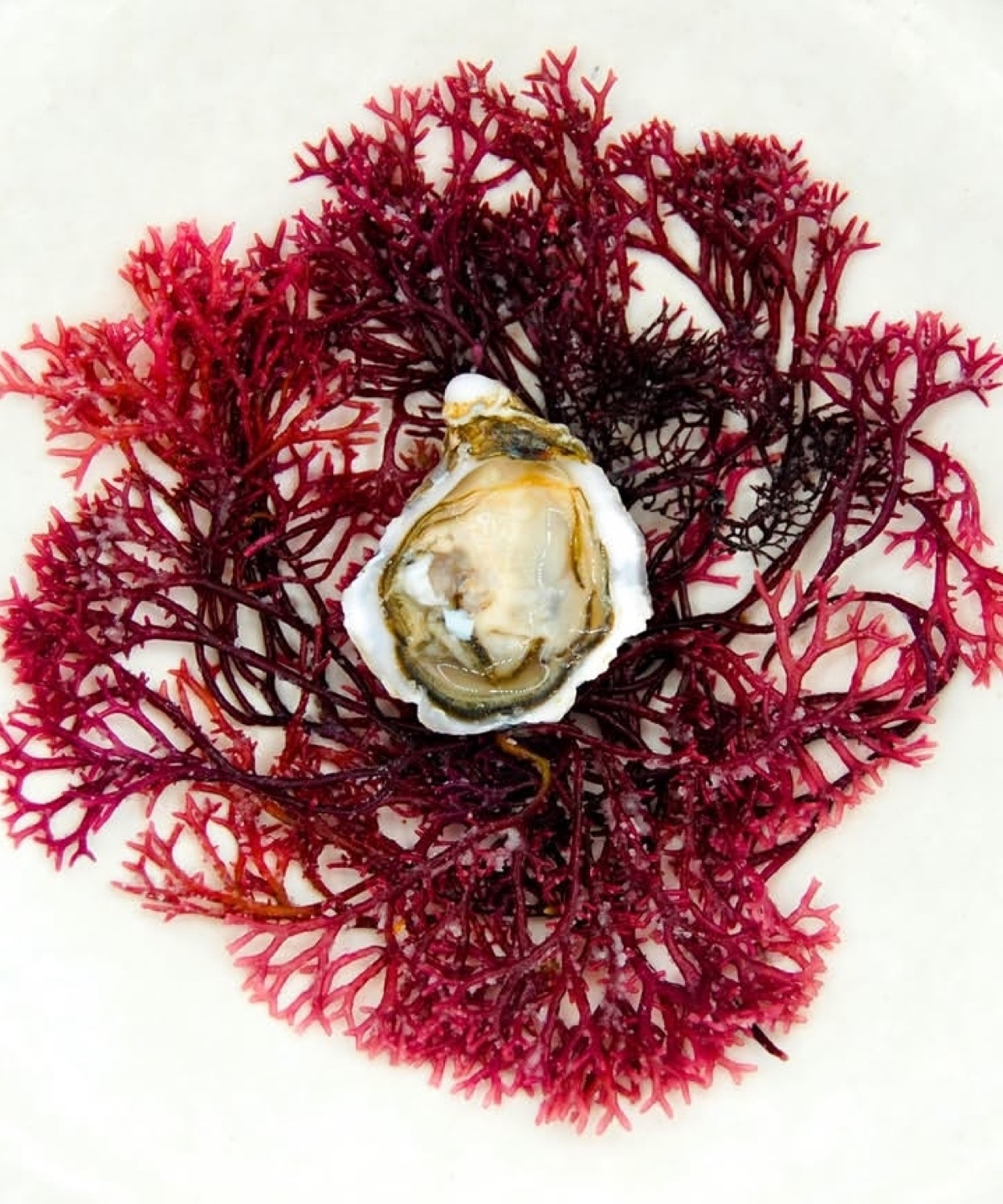 Ostra GEAY abierta presentada sobre alga marina roja