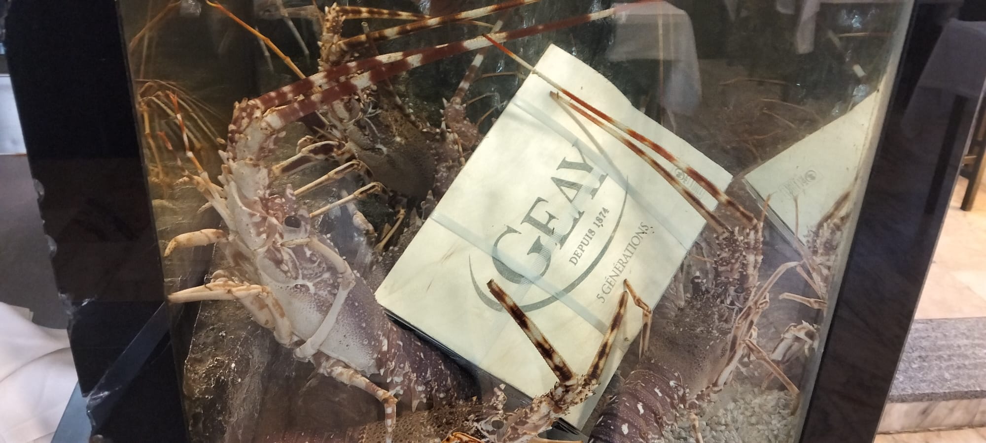 Langostas vivas de la casa GEAY listas para servir